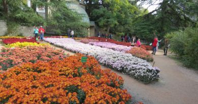 Экскурсии в Бал хризантем в Никитском ботаническом саду из Заозерного 2024